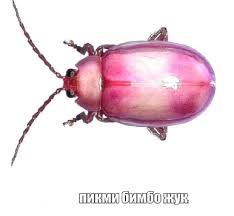bimbo zhuk